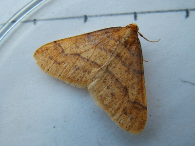 Scarce Umber